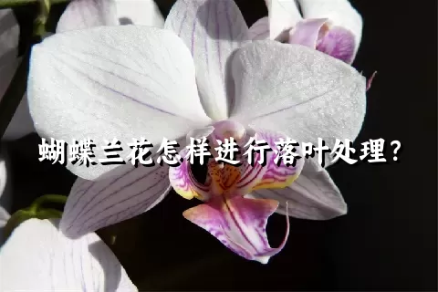 蝴蝶兰花怎样进行落叶处理？