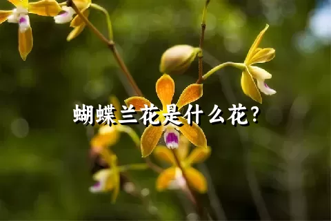 蝴蝶兰花是什么花？