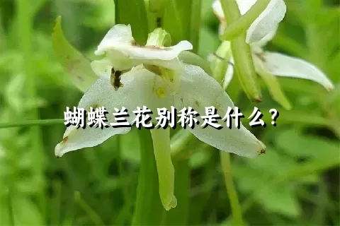 蝴蝶兰花别称是什么？