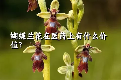 蝴蝶兰花在医药上有什么价值？