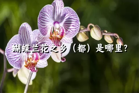 蝴蝶兰花之乡（都）是哪里？