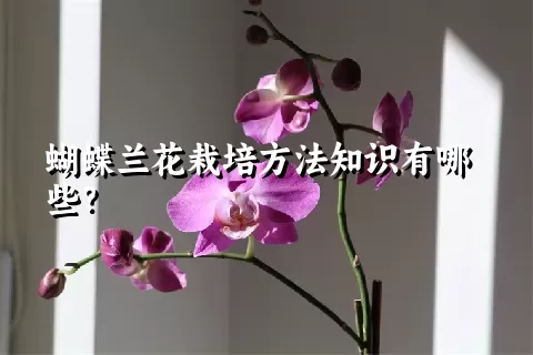 蝴蝶兰花栽培方法知识有哪些？