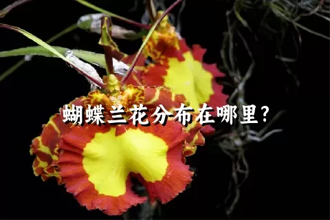 蝴蝶兰花分布在哪里?