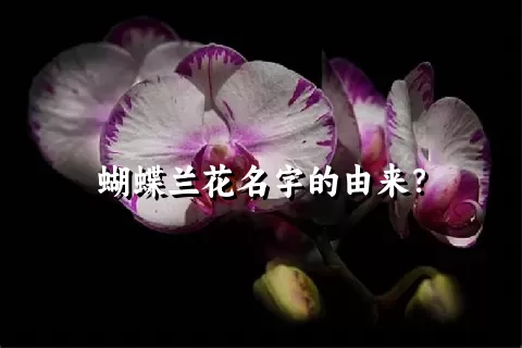 蝴蝶兰花名字的由来？