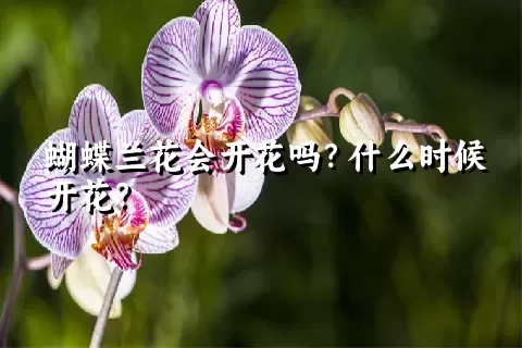 蝴蝶兰花会开花吗？什么时候开花？