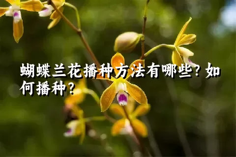 蝴蝶兰花播种方法有哪些？如何播种？