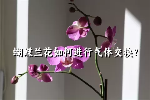 蝴蝶兰花如何进行气体交换？