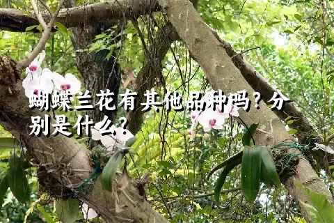 蝴蝶兰花有其他品种吗？分别是什么？