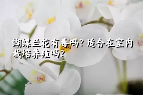 蝴蝶兰花有毒吗？适合在室内栽培养殖吗？