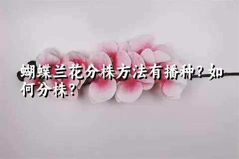 蝴蝶兰花分株方法有播种？如何分株？