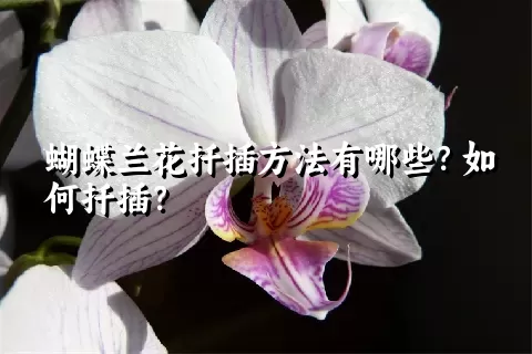 蝴蝶兰花扦插方法有哪些？如何扦插？