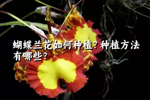 蝴蝶兰花如何种植？种植方法有哪些？