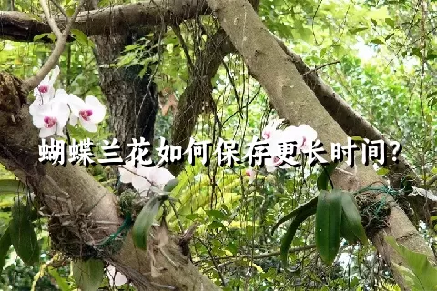 蝴蝶兰花如何保存更长时间？