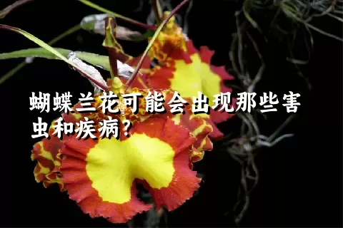 蝴蝶兰花可能会出现那些害虫和疾病？