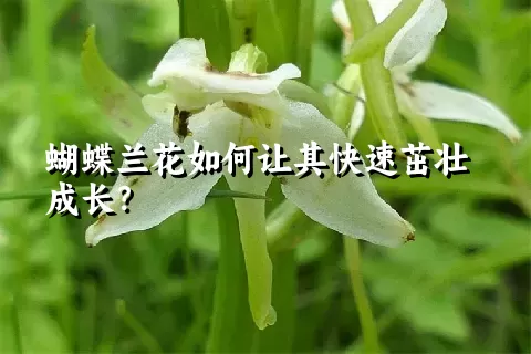 蝴蝶兰花如何让其快速茁壮成长？