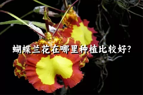 蝴蝶兰花在哪里种植比较好？