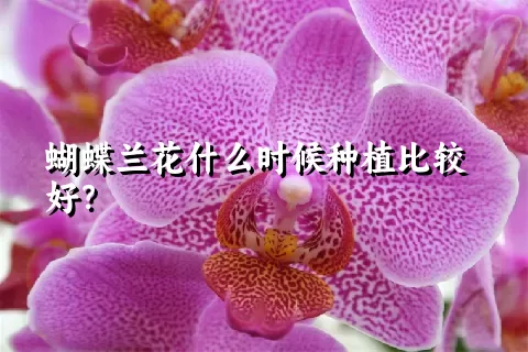 蝴蝶兰花什么时候种植比较好？