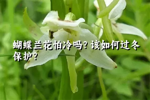 蝴蝶兰花怕冷吗？该如何过冬保护？