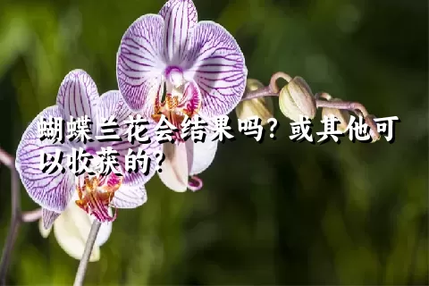 蝴蝶兰花会结果吗？或其他可以收获的？