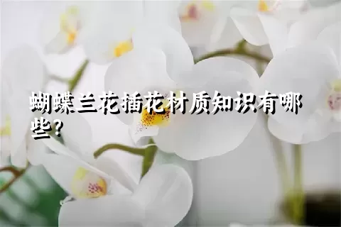 蝴蝶兰花插花材质知识有哪些？