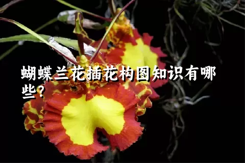 蝴蝶兰花插花构图知识有哪些？