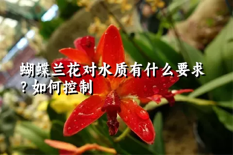 蝴蝶兰花对水质有什么要求？如何控制