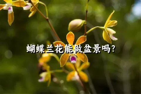 蝴蝶兰花能做盆景吗？