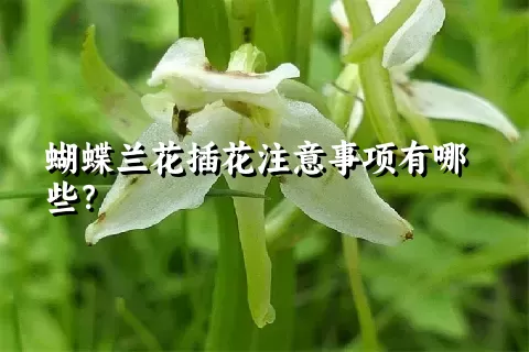 蝴蝶兰花插花注意事项有哪些？