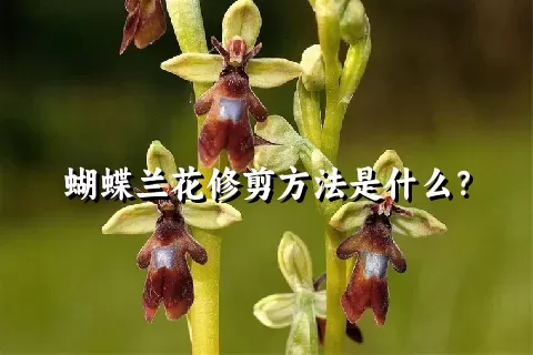 蝴蝶兰花修剪方法是什么？