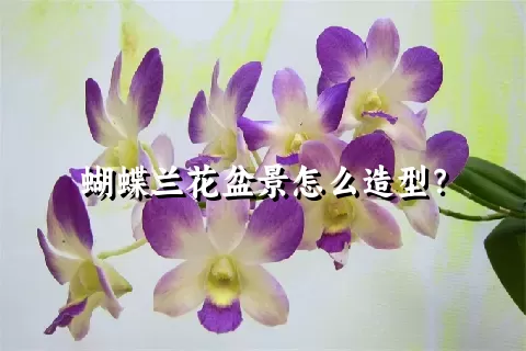 蝴蝶兰花盆景怎么造型？