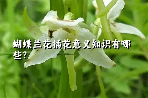 蝴蝶兰花插花意义知识有哪些？