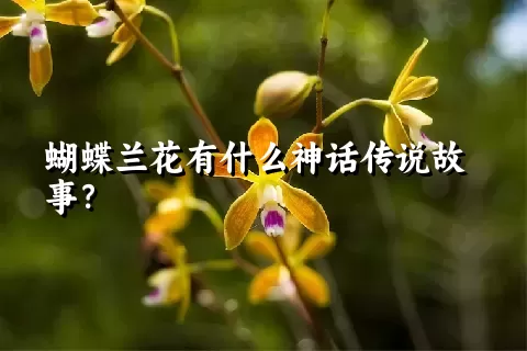 蝴蝶兰花有什么神话传说故事？