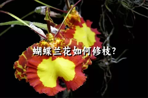 蝴蝶兰花如何修枝？