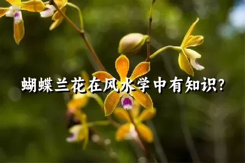 蝴蝶兰花在风水学中有知识？