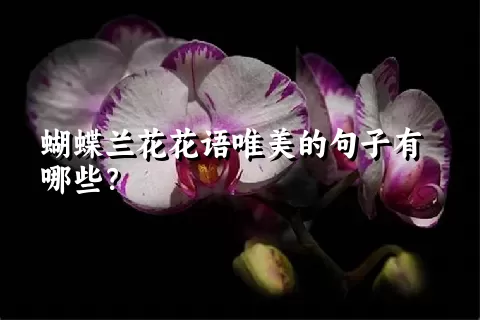 蝴蝶兰花花语唯美的句子有哪些？