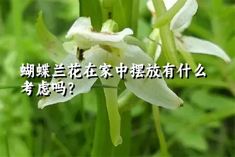 蝴蝶兰花在家中摆放有什么考虑吗？