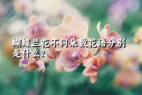 蝴蝶兰花不同朵数花语分别是什么？