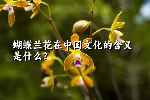 蝴蝶兰花在中国文化的含义是什么？