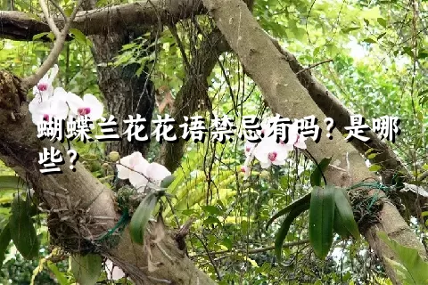 蝴蝶兰花花语禁忌有吗？是哪些？