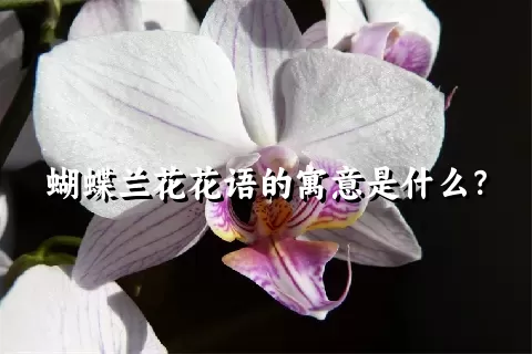 蝴蝶兰花花语的寓意是什么？