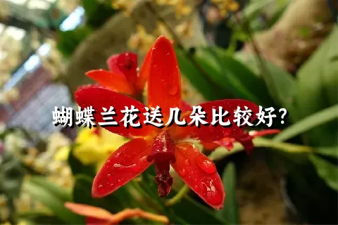 蝴蝶兰花送几朵比较好？