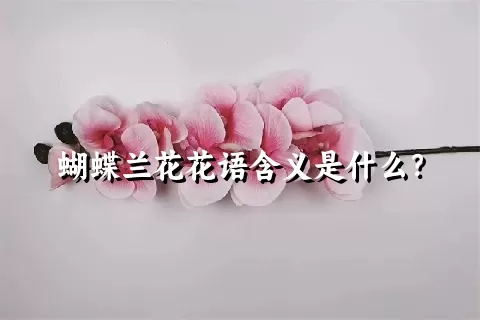 蝴蝶兰花花语含义是什么？