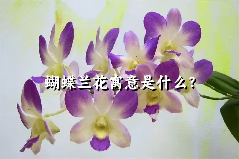 蝴蝶兰花寓意是什么？