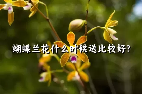 蝴蝶兰花什么时候送比较好？