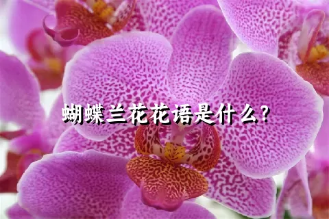 蝴蝶兰花花语是什么？