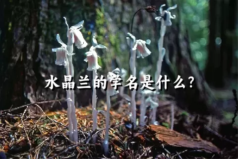 水晶兰的学名是什么？