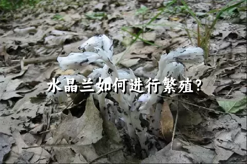 水晶兰如何进行繁殖？