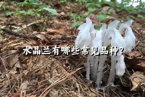 水晶兰有哪些常见品种？