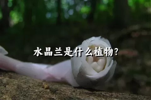 水晶兰是什么植物？