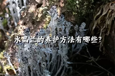 水晶兰的养护方法有哪些？